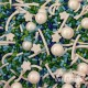 Sprinkles Valentino Blue and Green - 100 Grs